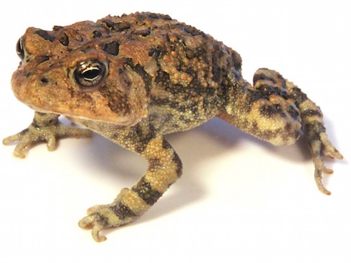 Oak Toad For Sale, Oak Toad For Sale Near Me, Oak Toad For Sale Cheap, Oak Toad For Sale Uk, Oak Toad For Saleusa, Oak Toad For Sale Europe, Oak Toad For Sale Canada, Baby Oak Toad For Sale